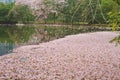 Tabebuia rosea fall in pond