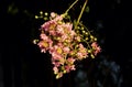 Tabebuia rosea pink flower with dark blurred background Royalty Free Stock Photo