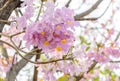 Tabebuia rosea