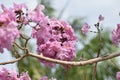 Tabebuia rosea, pink poui, rosy trumpet tree Royalty Free Stock Photo