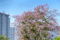 Tabebuia rosea or pink trumpet blooming with buildings background.