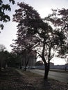 Tabebuia rosea on street view in Guayana city, Venezuela