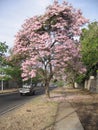 Tabebuia rosea on street view in Guayana city, Venezuela