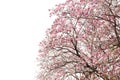 Tabebuia rosea tree,Pink flower tree branch on white background