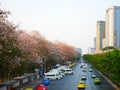 Tabebuia rosea trees or Pink trumpet trees are in bloom along th