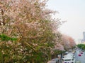 Tabebuia rosea trees or Pink trumpet trees are in bloom along th