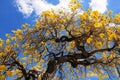 Tabebuia tree in full bloom Royalty Free Stock Photo