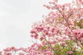 Tabebuia tree with pink flowers on sky in summer with copy space Royalty Free Stock Photo