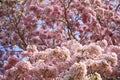 Tabebuia tree pink trumpet flower the national tree of El Salvador in full bloom during Spring season Royalty Free Stock Photo