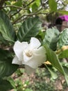 Tabernaemontana divaricata or Crape jasmine flower. Royalty Free Stock Photo