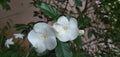 Tabernaemontana divaricata cute and white flower