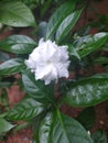 Tabernaemontana divaricata - flora of south India.