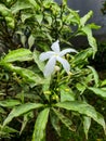 Tabernaemontana is a genus of flowering plants in the Family Apocynaceae.