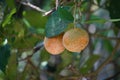 Tabernaemontana macrocarpa (Also called Bongang, Kayu gegah)