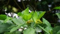 Tabernaemontana macrocarpa (Also called Bongang, Kayu gegah)