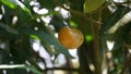 Tabernaemontana macrocarpa (Also called Bongang, Kayu gegah)