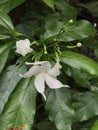 Tabernaemontana pandacaqui or Banana bush flower.