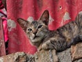 Tabi Cat Royalty Free Stock Photo