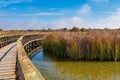 Tablas de Daimiel National Park, Castilla la Mancha, Spain Royalty Free Stock Photo