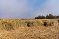 Tablas de Daimiel National Park, Castilla la Mancha, Spain Royalty Free Stock Photo