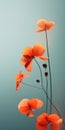 Minimalist Nasturtium Mobile Wallpaper For Sumptuous And Vizio P-series Quantum X