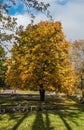 Table And Autumn Tree 2