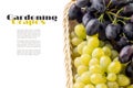 Table blue and yellow grapes in the basket with copyspace on white background Royalty Free Stock Photo