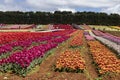 Table Cape Tulip farm, Tasmania