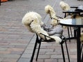 Table and chairs with fur cape outdoors near the restaurant