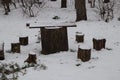 Table and chairs made of tree stumps in the forest Royalty Free Stock Photo