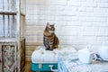 Table, chairs, shelves on the background of a white brick wall in vintage loft interior with cat Royalty Free Stock Photo