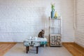 Table, chairs, shelves on the background of a white brick wall in vintage loft interior with cat Royalty Free Stock Photo