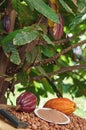 Table with colorful cacao pods