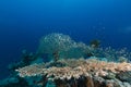 Table coral and the aquatic life in the Red Sea. Royalty Free Stock Photo
