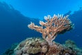 Table coral growing towards the surface Royalty Free Stock Photo