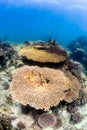 Table corals on a shallow reef Royalty Free Stock Photo