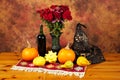 Table decorated with red rug, autumn flowers, bottle of wine, witch hat, pumpkins and squashes Royalty Free Stock Photo