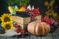 The table, decorated with vegetables, pumpkins and fruits. Harvest Festival,Happy Thanksgiving. Autumn background Royalty Free Stock Photo