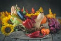 The table, decorated with vegetables, pumpkins and fruits. Harvest Festival, Happy Thanksgiving. Autumn background Royalty Free Stock Photo