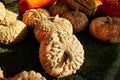 A table full of peanut pumpkins and sqaushes for sale Royalty Free Stock Photo