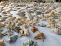 I love seashells Royalty Free Stock Photo