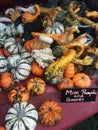 Mini squashes, gourds and pumpkins.