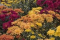 Array of Fall Colored Marigolds at Farmers Market