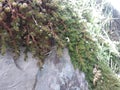 Table mountain fairy wild plants overhang volcanic rocks texture