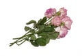 On the table lies a bouquet of old withered roses isolate for design Royalty Free Stock Photo