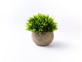 table plant isolated stock images.