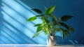 Table with plant in vase against blue wall background. Generative AI Royalty Free Stock Photo