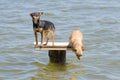 On the table on the river two dogs - Russian toy terrier and chihuahua who wants to jump into the water Royalty Free Stock Photo