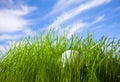 Table tennis ball hidden in grass Royalty Free Stock Photo