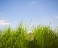 Table-tennis ball hidden in grass Royalty Free Stock Photo